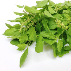 Tulsi Green Tea - ZYANNA® India - zyanna.com